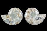 Bargain, Cut & Polished Ammonite Fossil #73949-1